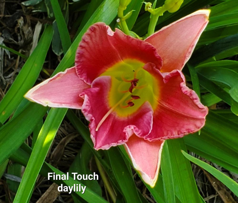 Photo of Daylily (Hemerocallis 'Final Touch') uploaded by Evolutionman