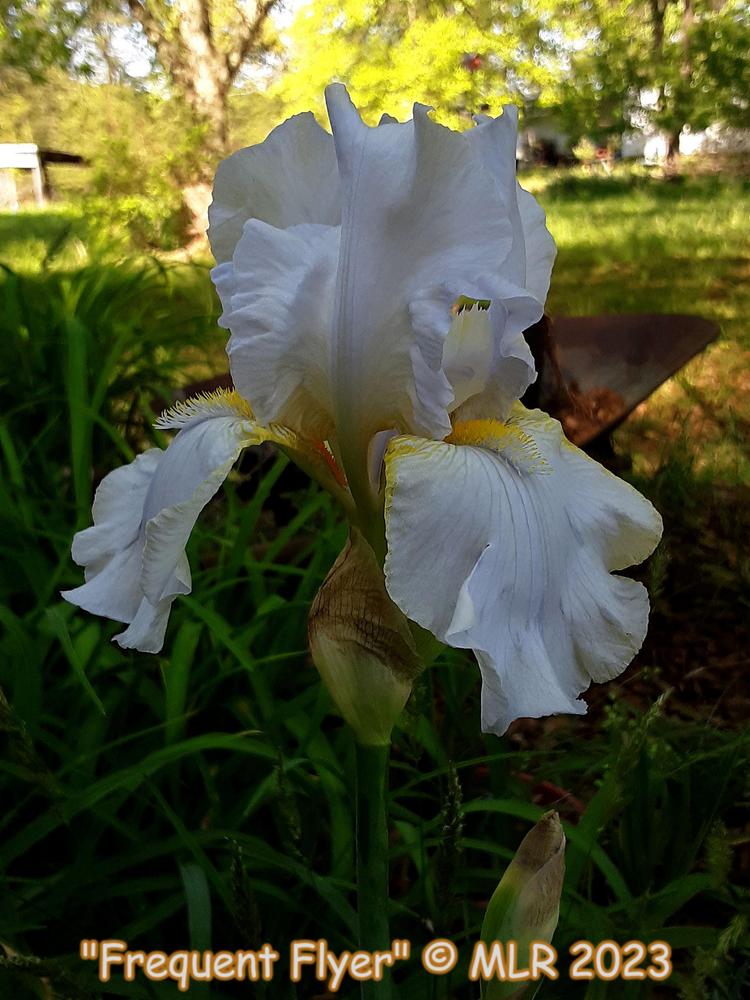 Photo of Tall Bearded Iris (Iris 'Frequent Flyer') uploaded by MLR11