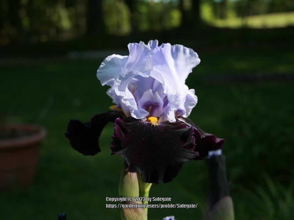 Photo of Tall Bearded Iris (Iris 'Habit') uploaded by Sidegate