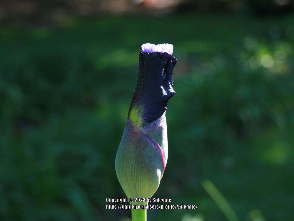 Photo of Tall Bearded Iris (Iris 'Habit') uploaded by Sidegate