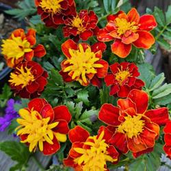 Location: Aberdeen, NC (my garden 2023)
Date: April 18, 2023
Aztec Marigold # 208 nn; LHB p. 1013, 194-58-4, "From 'Tages', a 