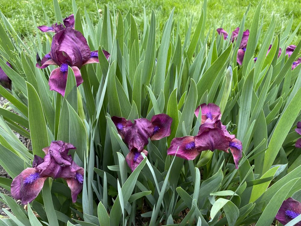 Photo of Irises (Iris) uploaded by csandt