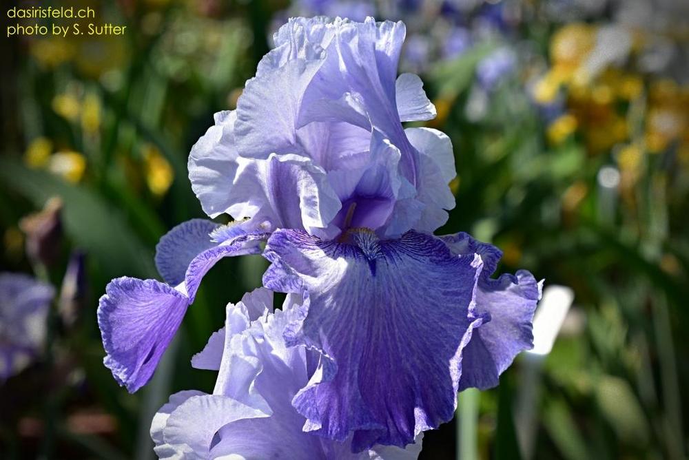 Photo of Tall Bearded Iris (Iris 'Handshake') uploaded by sunnyvalley