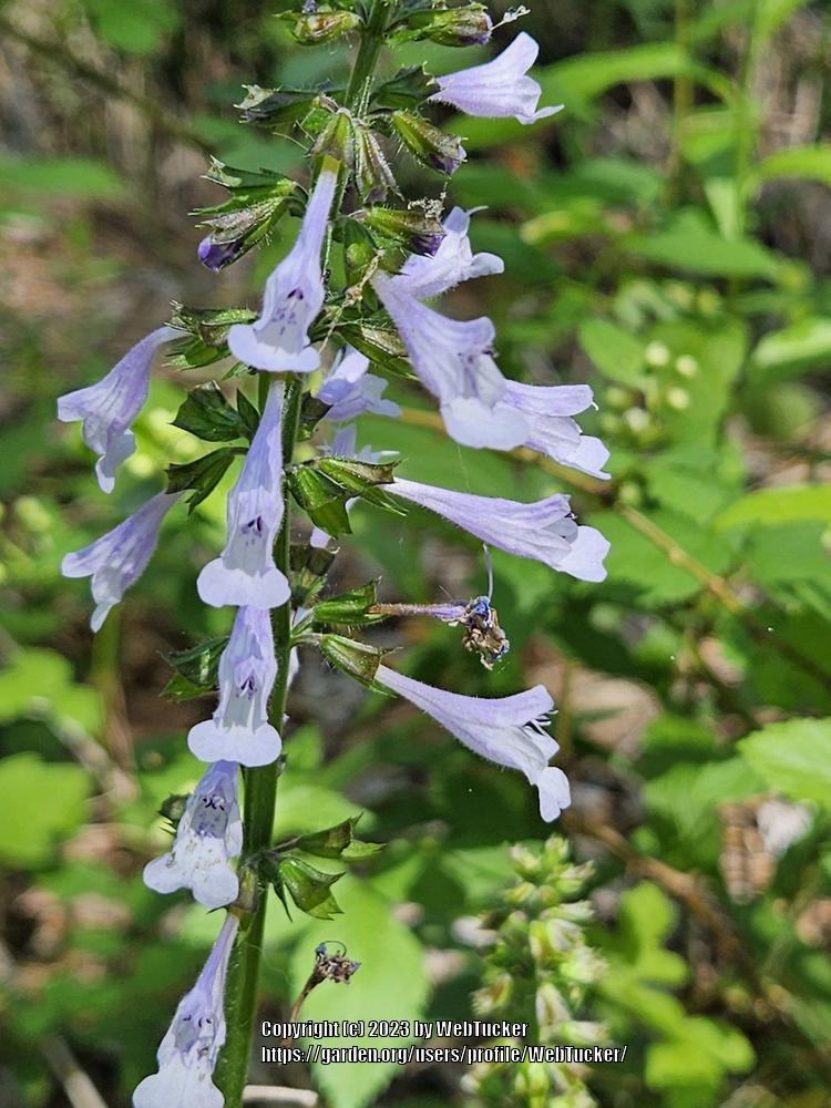 Photo of Lyreleaf Sage (Salvia lyrata) uploaded by WebTucker