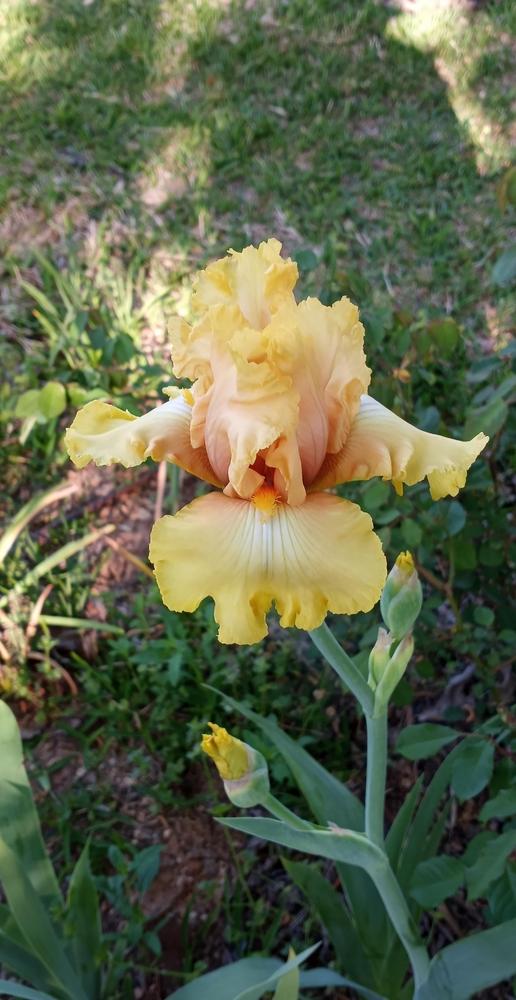 Photo of Tall Bearded Iris (Iris 'Dawning') uploaded by FAIRYROSE