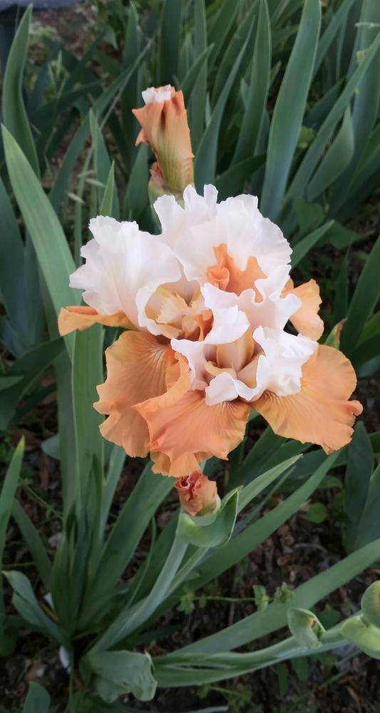 Photo of Tall Bearded Iris (Iris 'Pumpkin Cheesecake') uploaded by FAIRYROSE