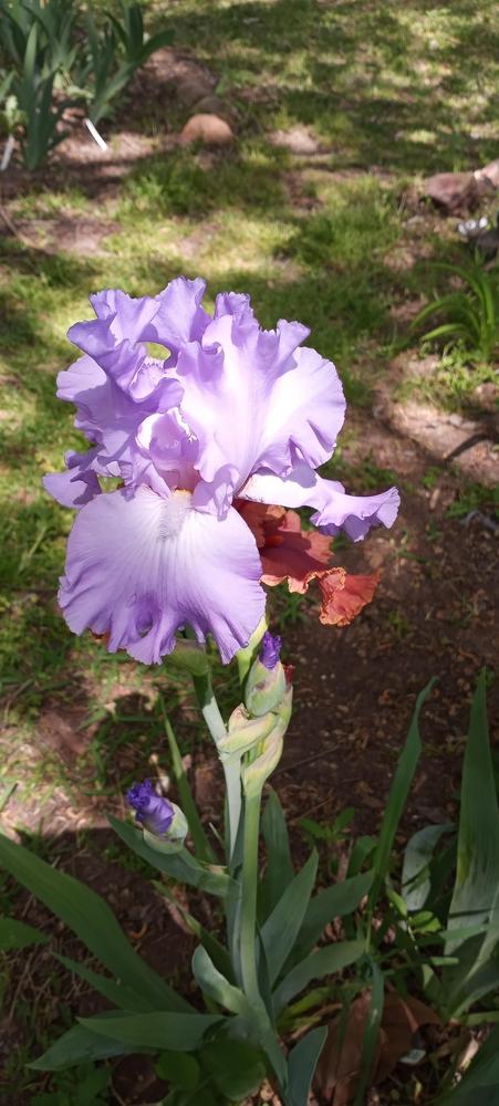 Photo of Tall Bearded Iris (Iris 'Mary Frances') uploaded by FAIRYROSE