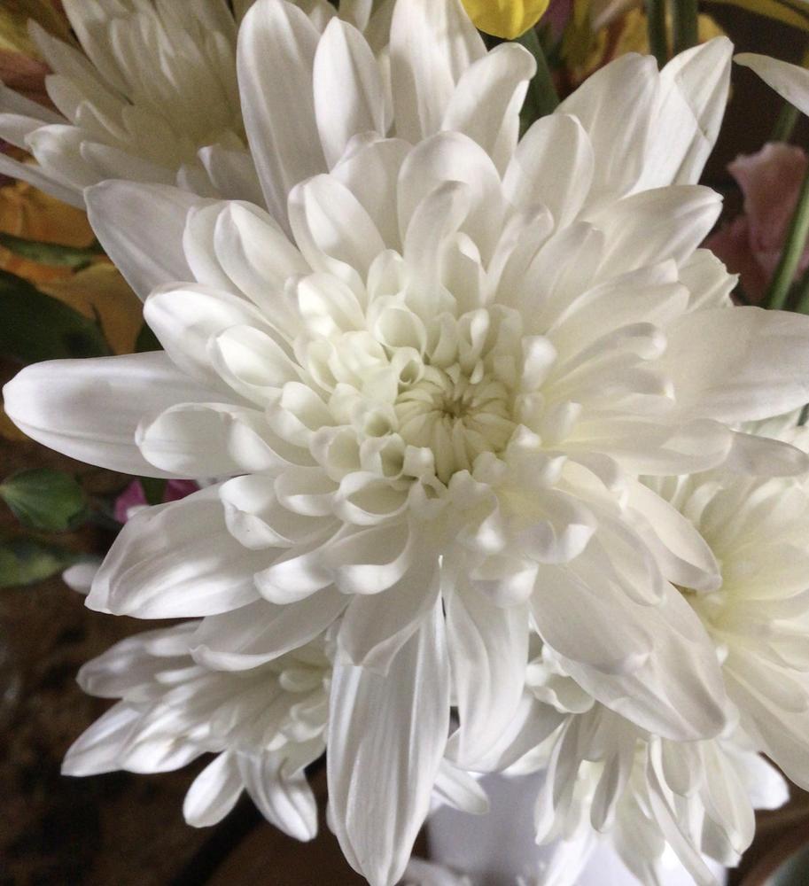 Photo of Chrysanthemum uploaded by Fieldsof_flowers