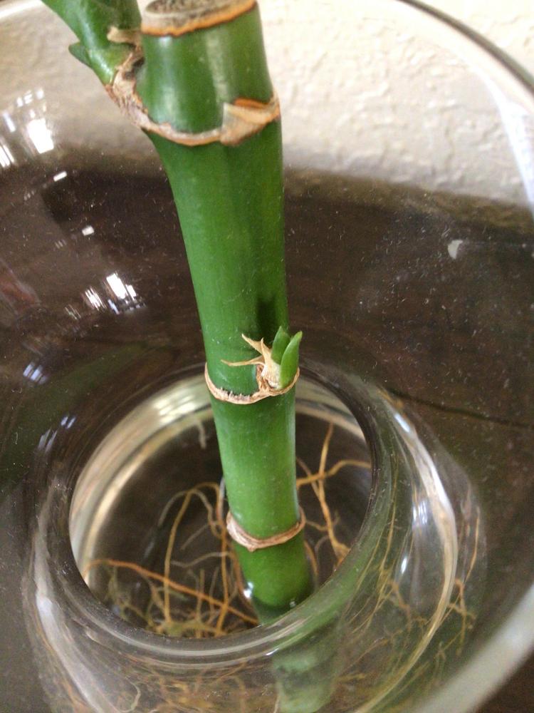 Photo of Lucky Bamboo (Dracaena sanderiana) uploaded by Fieldsof_flowers