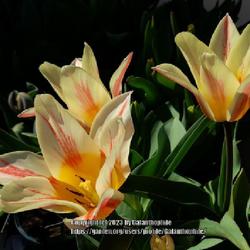 Location: Dobbies garden centre, Northumberland England UK 
Date: 2023-04-20
Tulip Quebec