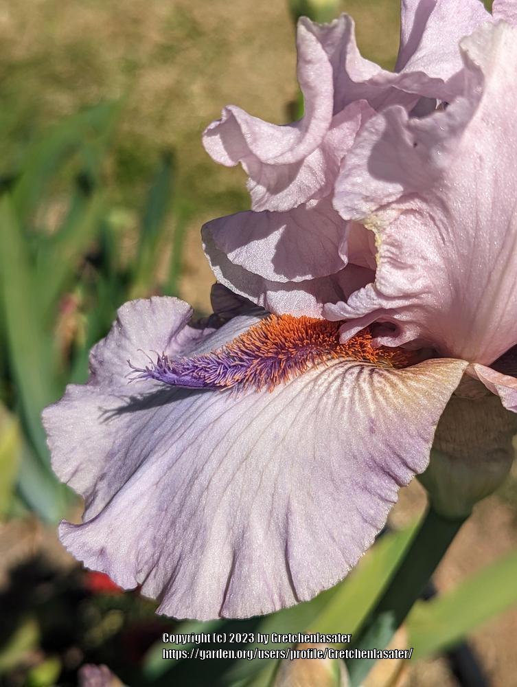 Photo of Tall Bearded Iris (Iris 'Awesome Alex') uploaded by Gretchenlasater