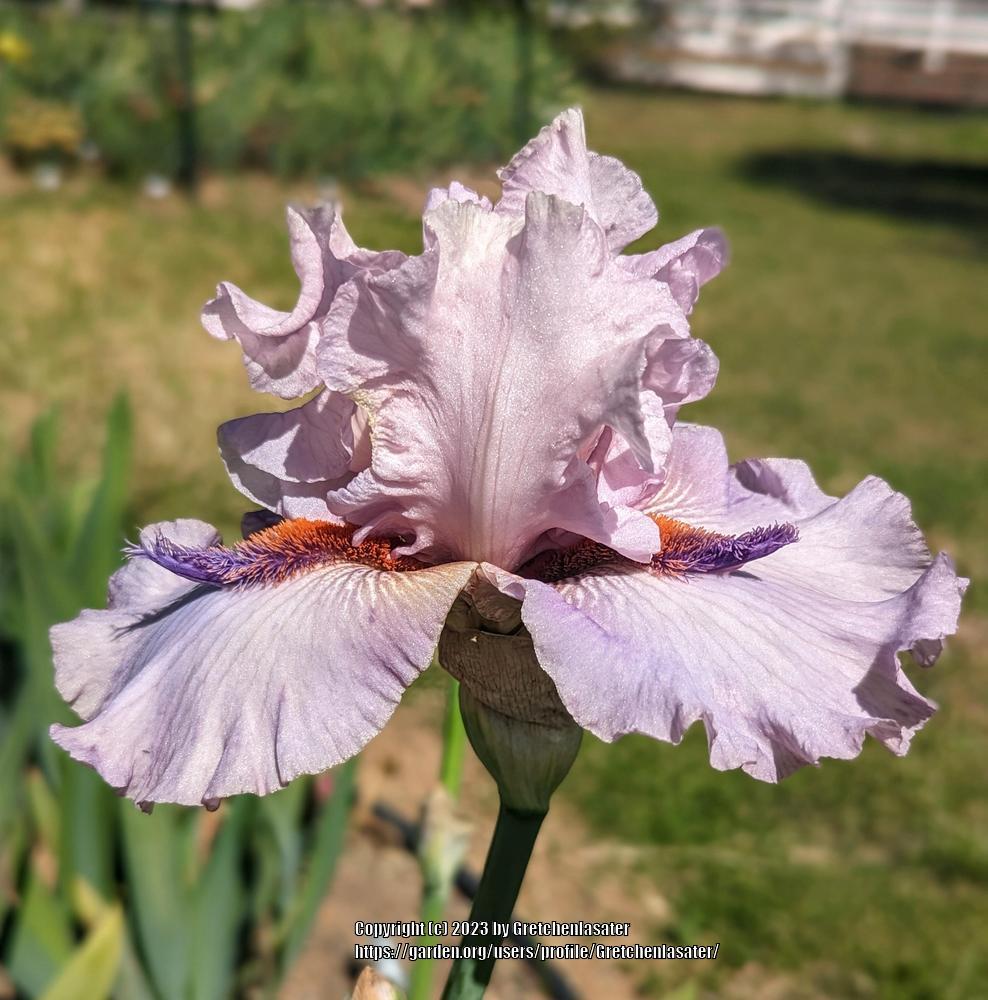 Photo of Tall Bearded Iris (Iris 'Awesome Alex') uploaded by Gretchenlasater