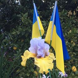
My Ukraine memorial with hybrid colors honoring the national flag