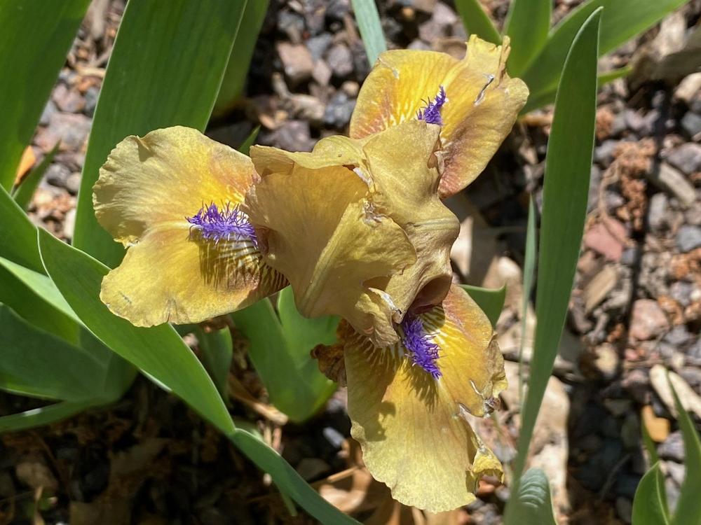 Photo of Standard Dwarf Bearded Iris (Iris 'Aladdin's Flame') uploaded by SL_gardener