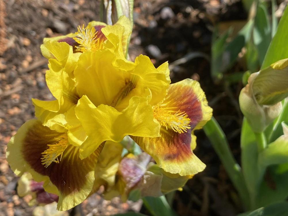 Photo of Standard Dwarf Bearded Iris (Iris 'Ultimate') uploaded by SL_gardener