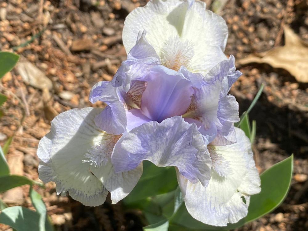 Photo of Standard Dwarf Bearded Iris (Iris 'Chubby Cheeks') uploaded by SL_gardener