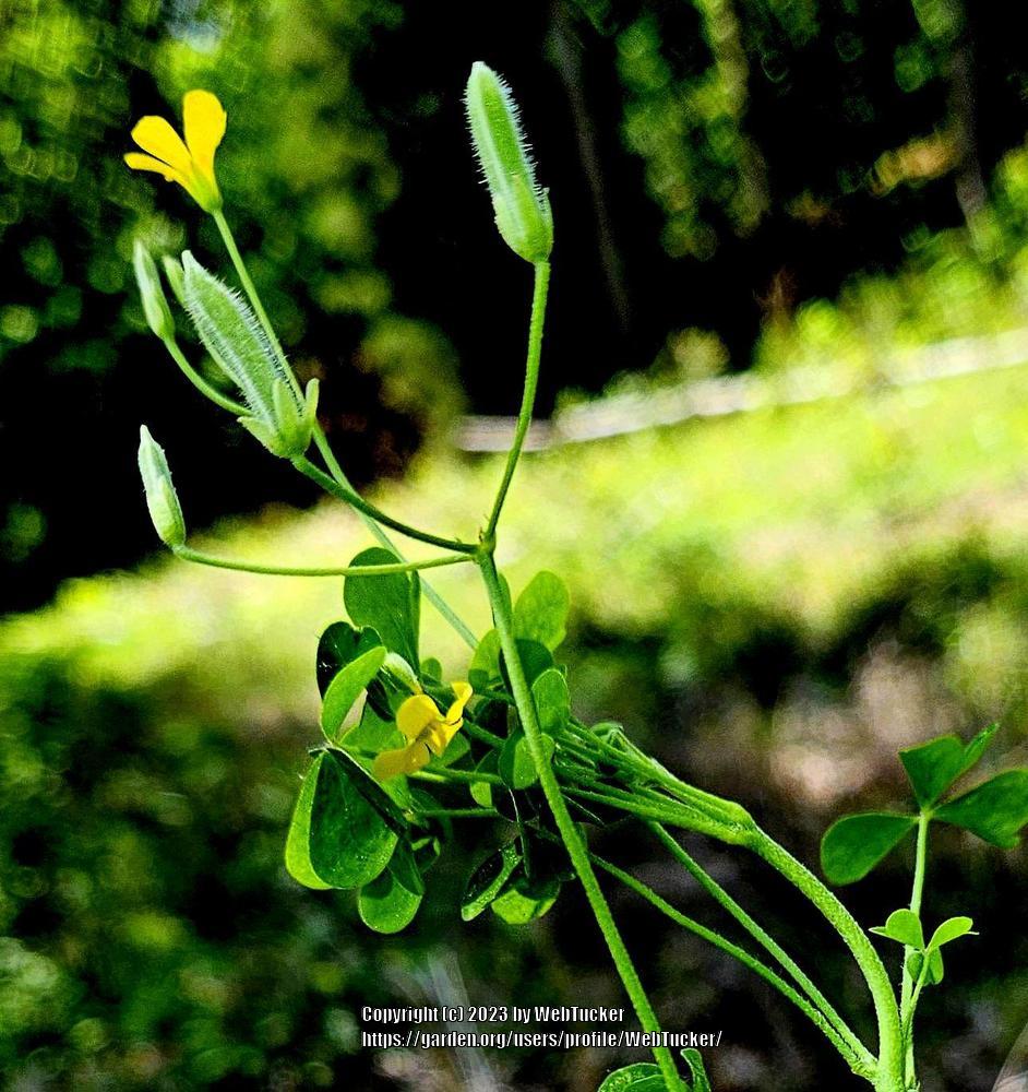 Photo of Yellow Wood Sorrel (Oxalis dillenii) uploaded by WebTucker
