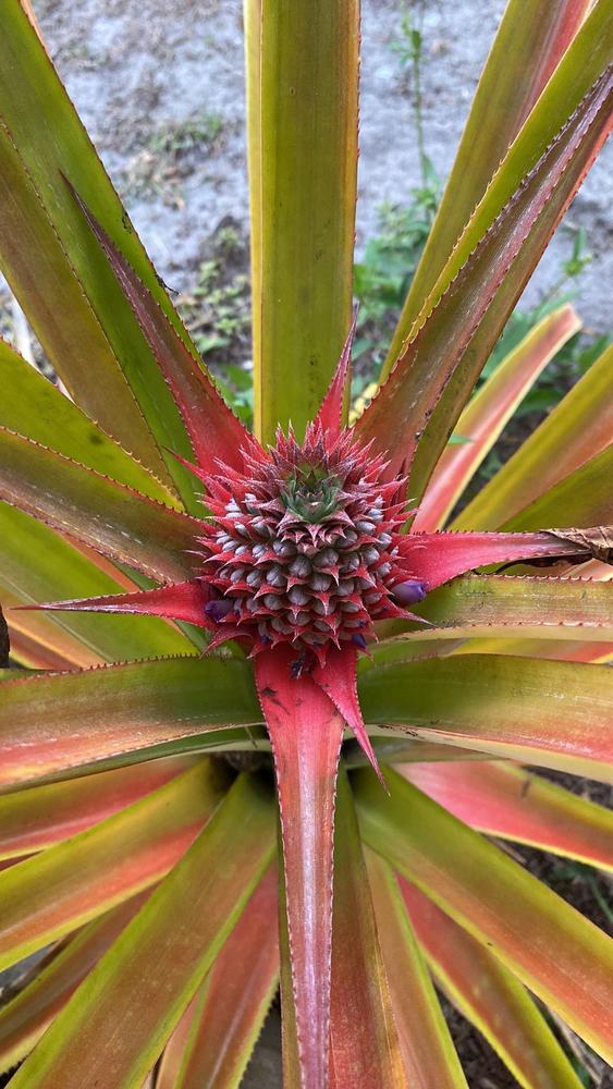 Photo of Pineapple (Ananas comosus) uploaded by chelle