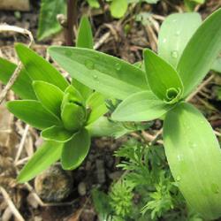 Location: Toronto, Ontario
Date: 2023-04-20
Canada Lily (Lilium canadense).
