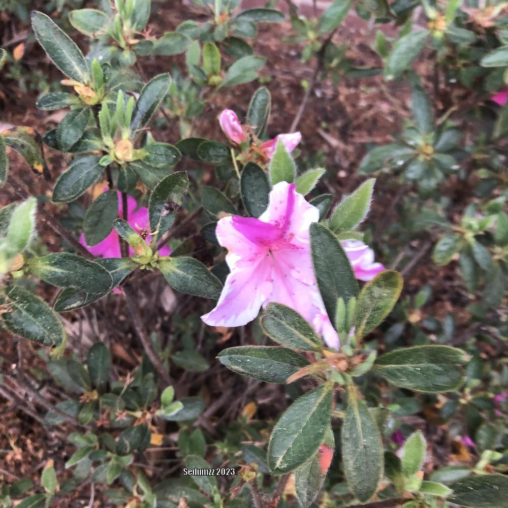 Photo of Azalea (Rhododendron Encore® Autumn Twist™) uploaded by sedumzz