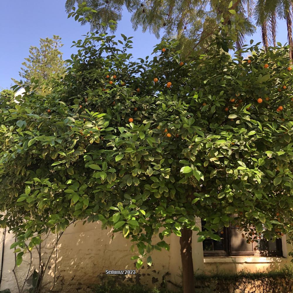 Photo of Calamondin Orange (Citrus x microcarpa) uploaded by sedumzz