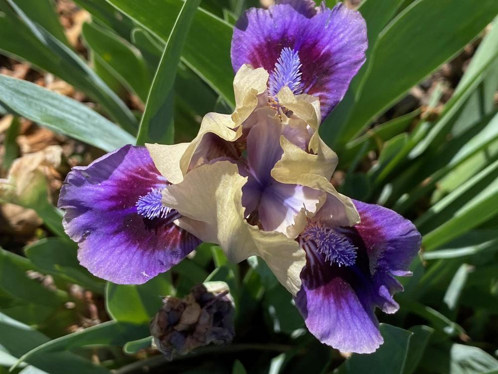 Photo of Standard Dwarf Bearded Iris (Iris 'Abuzz with Charm') uploaded by SL_gardener