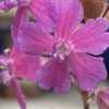 My plant is labelled Silene atropurpurea, synonymous with Viscari