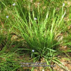 Location: Aberdeen, NC Pages Lake park
Date: April 20, 2023
Narrowleaf Blue-eyed grass #140; RAB page 326, 46-2-4. AG p.515, 