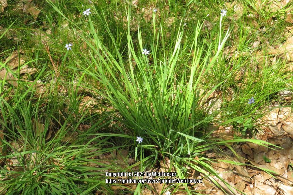 Photo of Narrowleaf Blue-Eyed Grass (Sisyrinchium angustifolium) uploaded by WebTucker