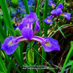 Location: Aberdeen, NC Pages Lake park
Date: April 20, 2023
Blue Flag Iris #146; They're back and beautiful at Pages lake par