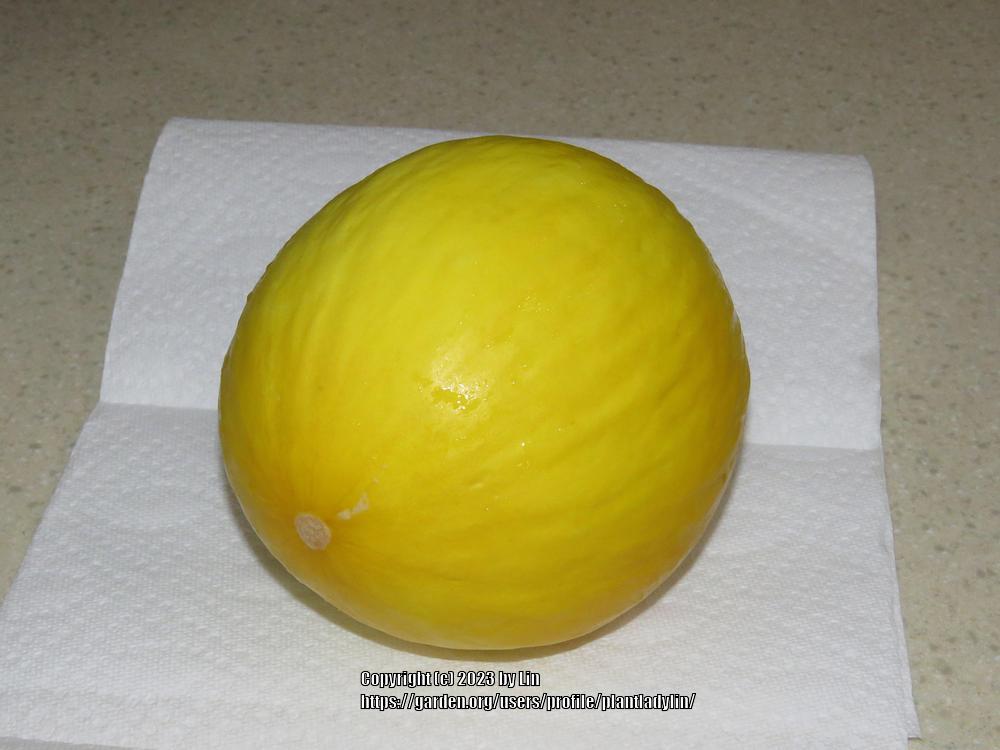 Photo of Honeydew Melon (Cucumis melo var. inodorus) uploaded by plantladylin