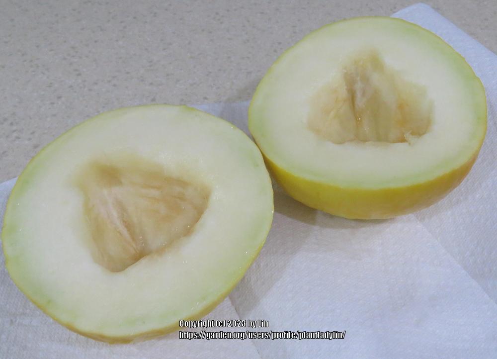 Photo of Honeydew Melon (Cucumis melo var. inodorus) uploaded by plantladylin