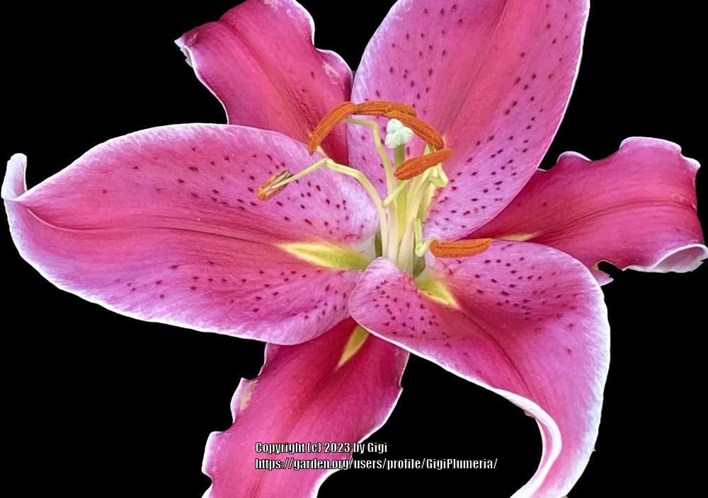 Photo of Lily (Lilium Lily Looks™ After Eight) uploaded by GigiPlumeria