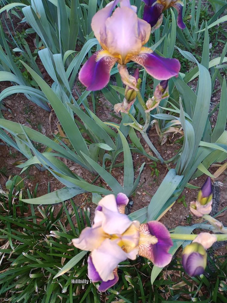 Photo of Irises (Iris) uploaded by HoodLily