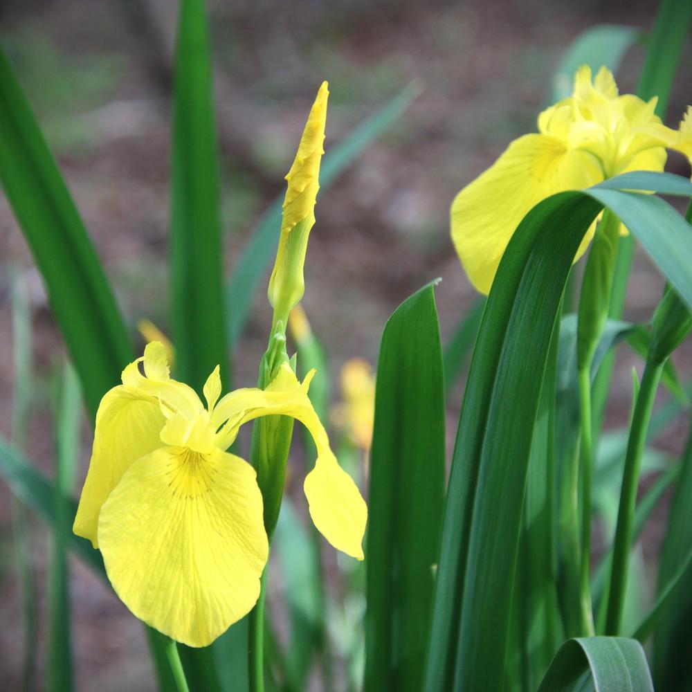 Photo of Yellow Flag (Iris pseudacorus) uploaded by LoriMT