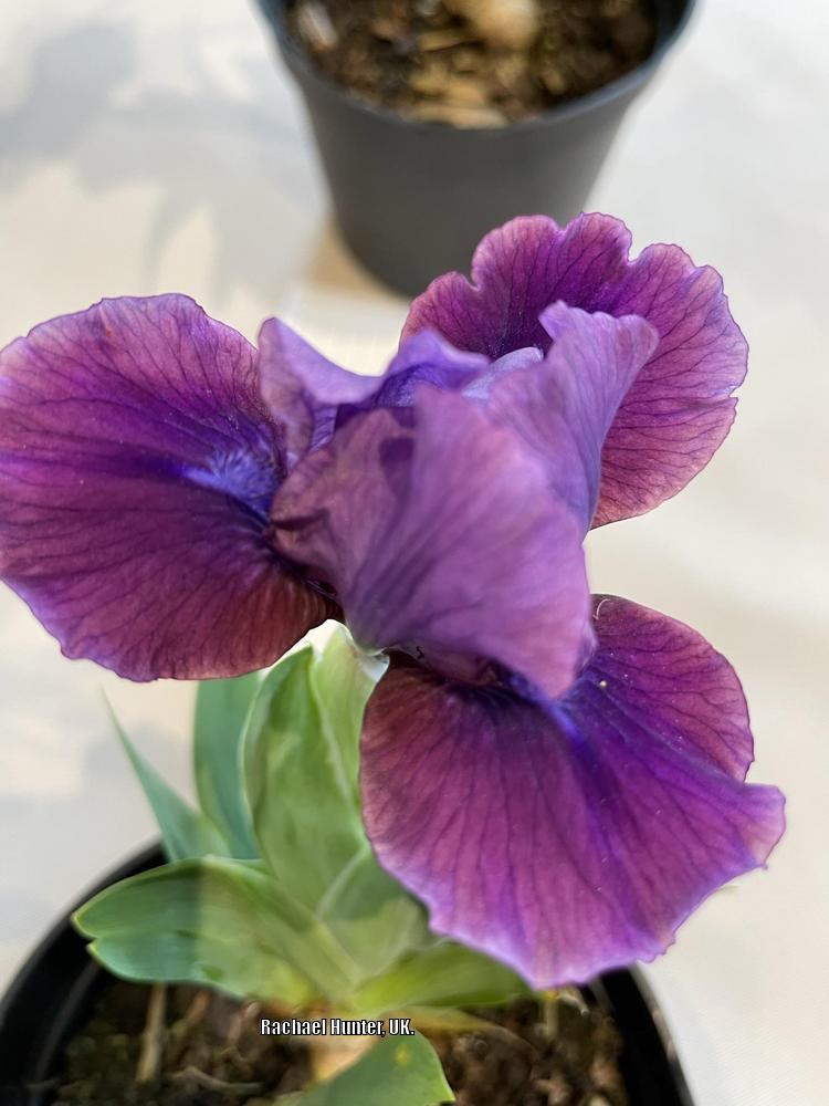 Photo of Standard Dwarf Bearded Iris (Iris 'Plum Twist') uploaded by RachaelHunter