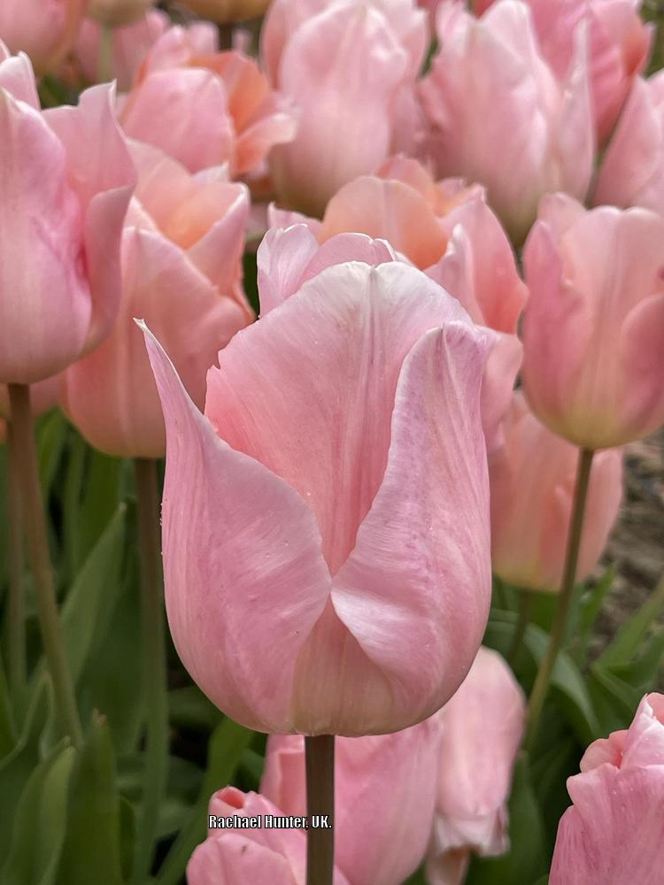 Photo of Single Early Tulip (Tulipa 'Apricot Beauty') uploaded by RachaelHunter