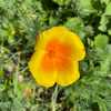 California Poppy (Eschscholzia californica 'Golden West')