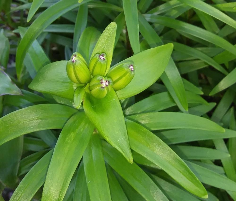 Photo of Dwarf Asiatic Lily (Lilium Lily Looks™ Tiny Double You) uploaded by purpleinopp