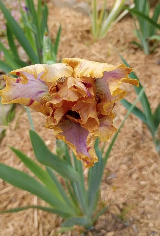 Photo of Tall Bearded Iris (Iris 'Toucan Tango') uploaded by AprilGurlIrisSpring2