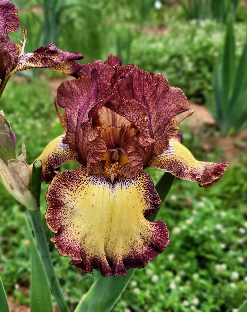 Photo of Tall Bearded Iris (Iris 'Clown Around') uploaded by Bitoftrouble