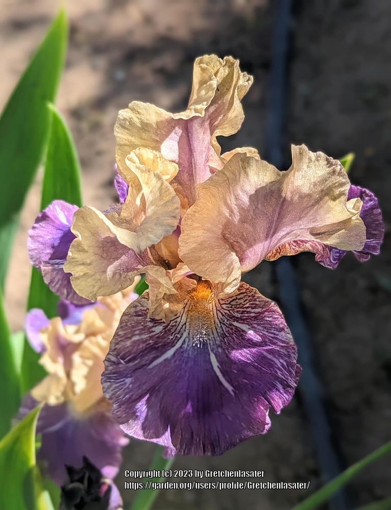 Photo of Intermediate Bearded Iris (Iris 'Doe Z Doe') uploaded by Gretchenlasater