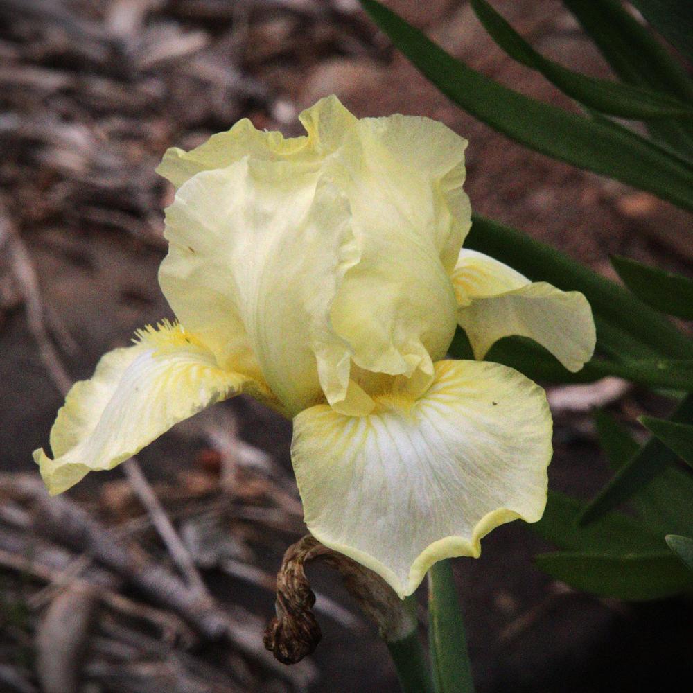 Photo of Irises (Iris) uploaded by LoriMT