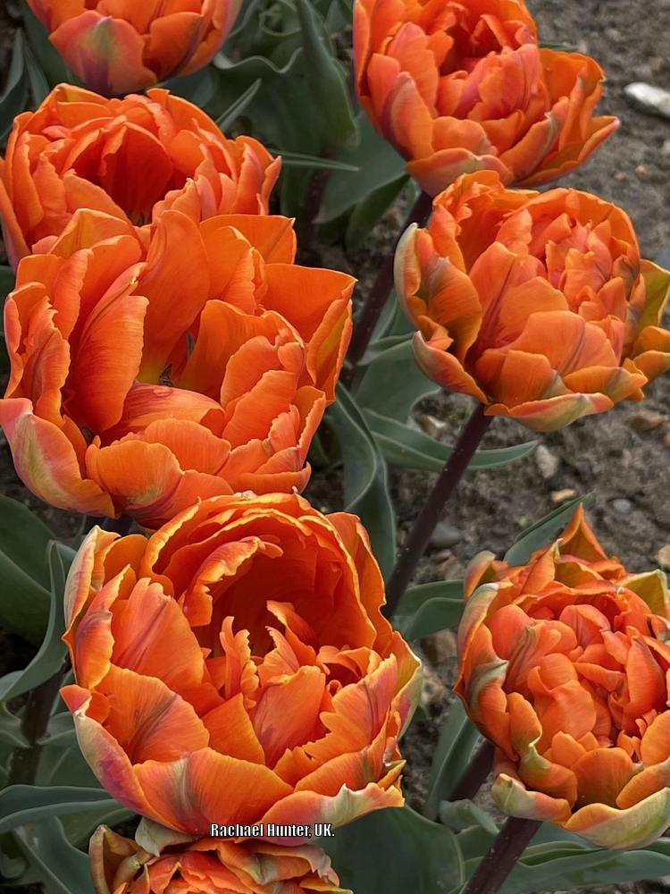 Photo of Peony-flowered Tulip (Tulipa 'Orange Princess') uploaded by RachaelHunter