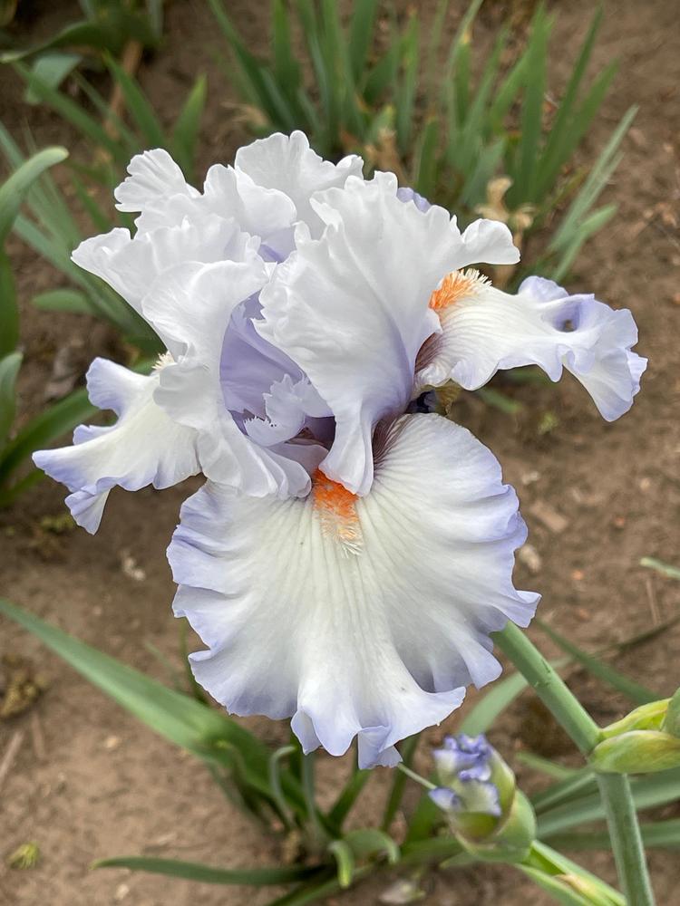 Photo of Tall Bearded Iris (Iris 'Waterline') uploaded by Winklemanmr