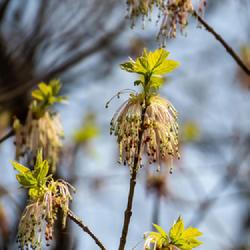 Location: Nichols Arboretum, Ann Arbor
Date: 2023-04-15
Acer negundo - new leaves emerge just beyond the blooms at the ti