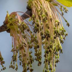 Location: Nichols Arboretum, Ann Arbor
Date: 2023-04-15
Acer negundo in bloom