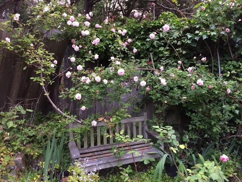 Photo of Climbing Polyantha Rose (Rosa 'Cecile Brunner, Cl.') uploaded by pmpauley