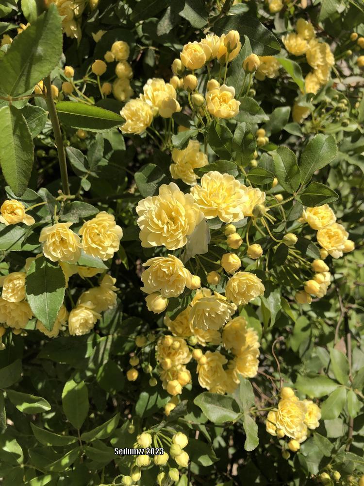 Photo of Lady Banks Yellow (Rosa banksiae 'Lutea') uploaded by sedumzz