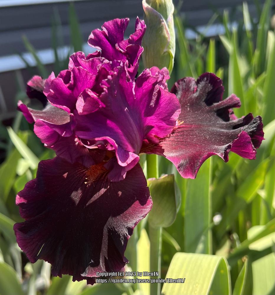 Photo of Tall Bearded Iris (Iris 'Magical Realism') uploaded by EllenTN